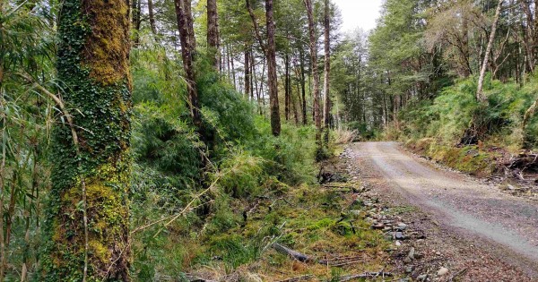 En venta Predio 60,0 ha. Sector Río Condor